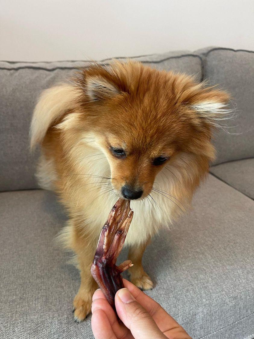 Dehydrated Duck Feet for Dogs & Cats 100% Pekin Duck detail view - Clinical-grade quality for dogs and cats