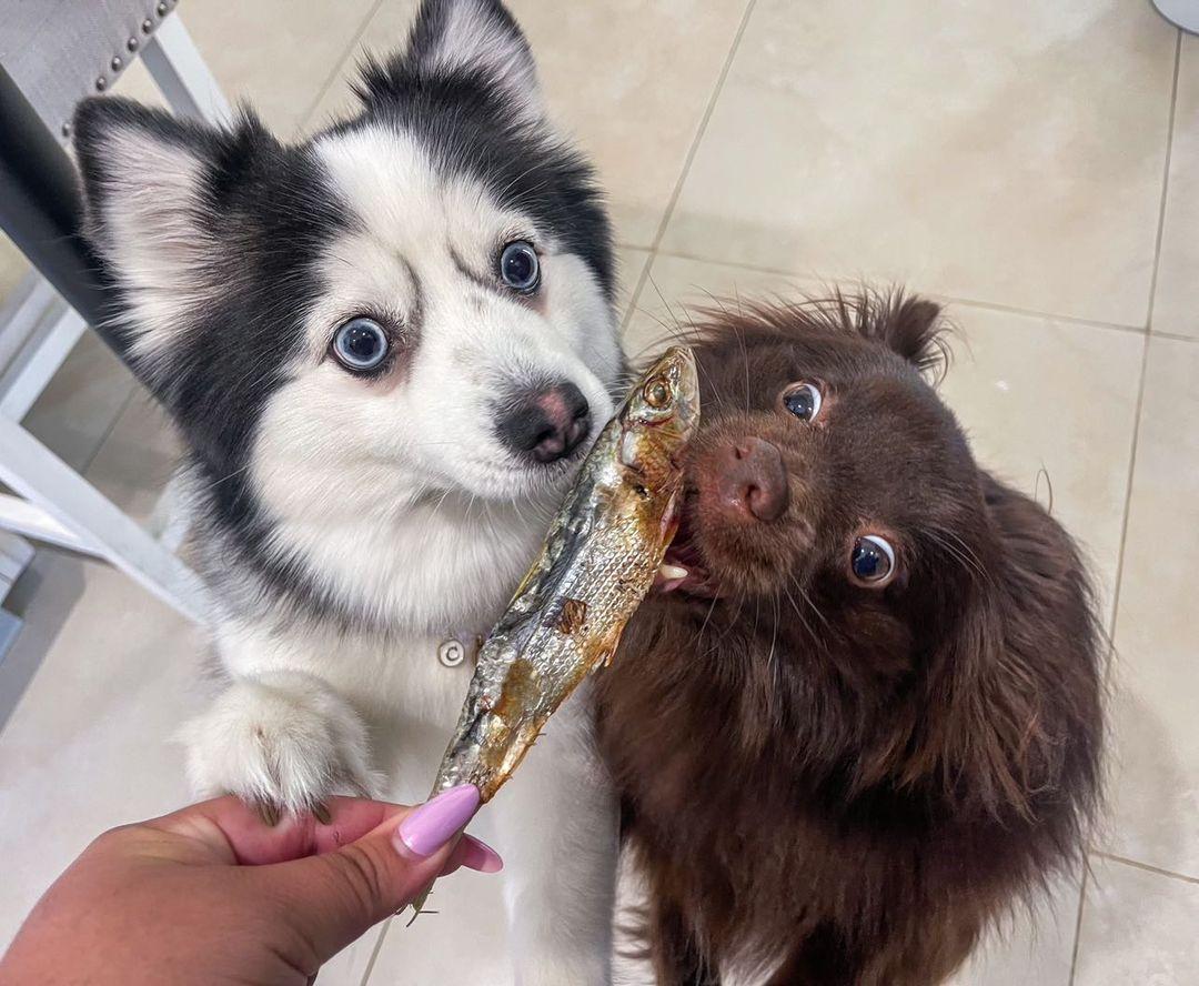 Dehydrated Wild-caught Sardines for Cats & Dogs 100% Single detail view - Clinical-grade quality for dogs and cats